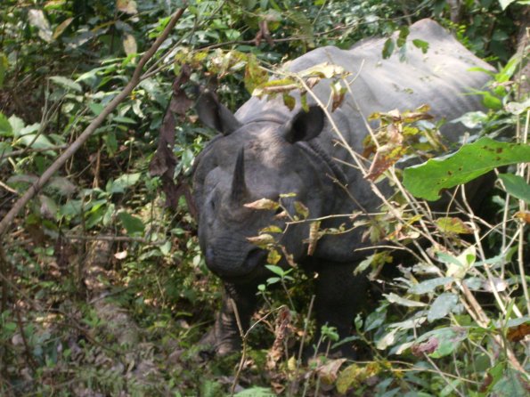 09 Close up of the Rhino.jpg