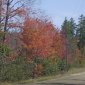 040 Foliage enroute to Greenville.JPG