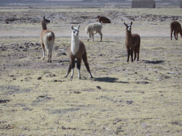 142 Llamas ouside Uyuni.jpg