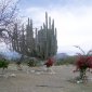 053 Mexico National Cactus Park.JPG
