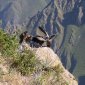187 Condors at Colca Canyon.jpg