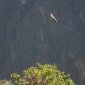 188 Condor over Colca Canyon.jpg
