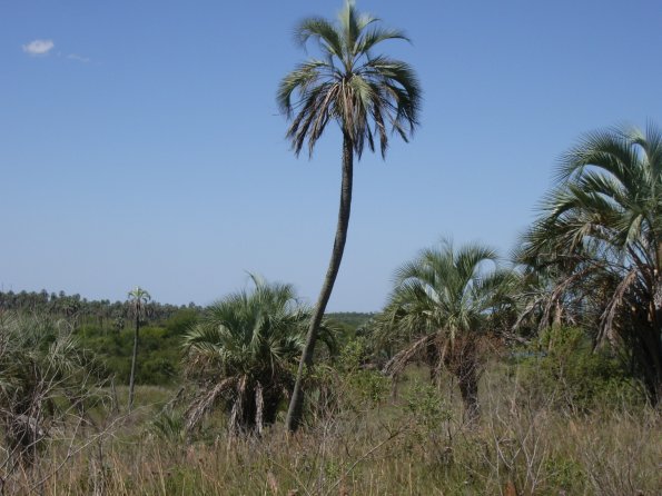 025 Yatay Palm = El Palmar Nat Park.jpg