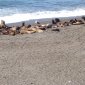 035 Seals and Sealions - Valdez Peninsula.jpg
